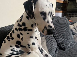 Dalmation  for sale