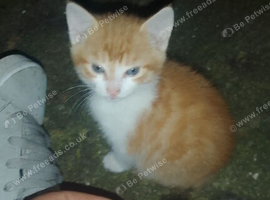 2 kittens available &pound;60 for both