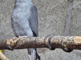 Grey-mutation Indian Ringneck