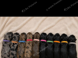 La Schnoodle puppies