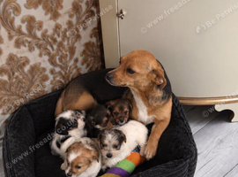 Beautiful Jack Tzu puppies