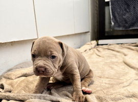 Last female staffy