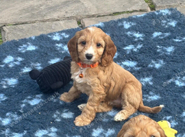 Cockapoo Puppies - Fluffy Faces & Little Tails Full of Joy!