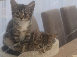 10weeks tabby kittens