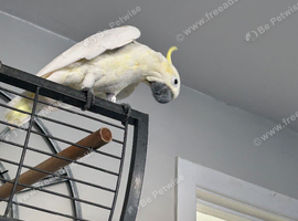 Sulphur crested cockatoo very tame loves coming to you she's 29yrs young Talks wistles shouts barks in Manchester