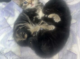 Little boys
