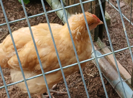 Buff Orpington male