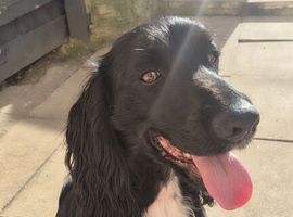 Cocker spaniel