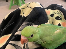 Indian ring neck for sale