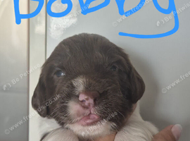 1 male kc puppy age 5 weeks