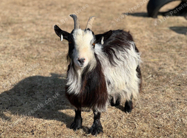 Pygmy Goat Nanny looking for PET home