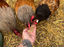 Vorwerk breeding trio for sale
