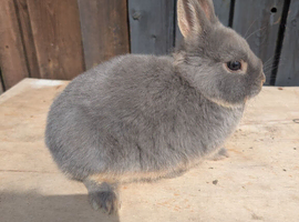 Netherlands dwarf baby boy rare colour