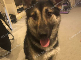 Germqn Shepherd needs loving home