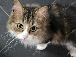 Beautiful mixed tabby female cat