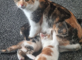 Kittens for sale