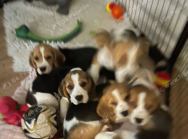 Beagle puppies 9 wks old