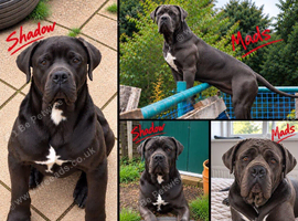 Cane corso puppy