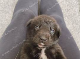 Border collie cross goldador puppies