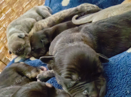 9 puppies looking for homes
