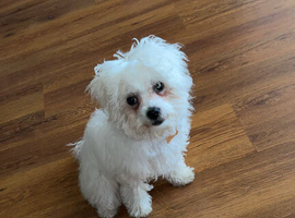 Coco (5 months old)
