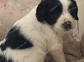 Cocker spaniel