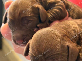 Sproodle puppies