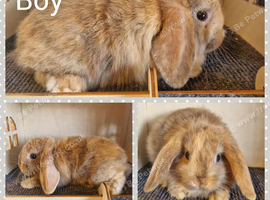 Mini lop kits available to reserve