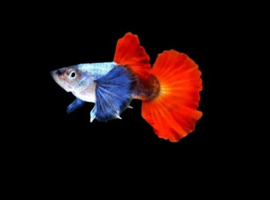 Platinum Red Elephant ear Guppies Breeding pairs