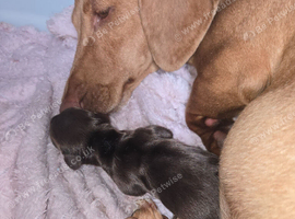 miniature dachshund pups