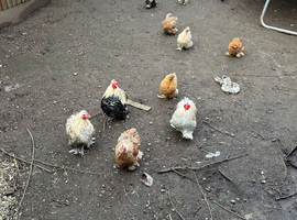 Egg laying hens and cockerel (male and females) for sale