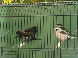 Bengelese Finches