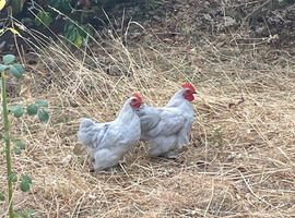 Pair of lavender Pekin Bantams