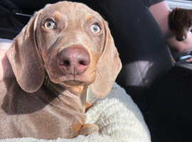 Isabella & Tan Dachshund puppy BOY