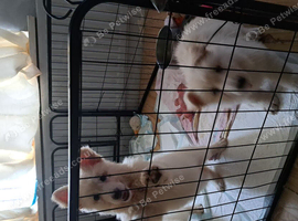 Puppys available
