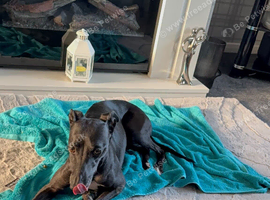 Kc reg female whippet