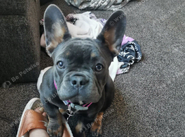 French bulldog