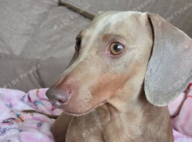 4 year old Miniture dachshund