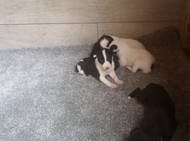 Grayhound pups ready now