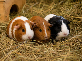 2x Guinea pigs (around 14 months old)