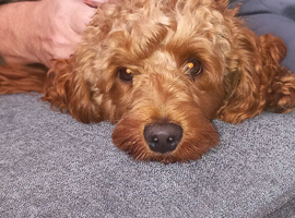 Stud. Proven Cockapoo!!