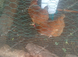 3 point of lay chickens female