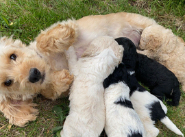 F1 Cocapoo puppies ready now! 2 boys left