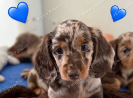 Beautiful miniature dachshund puppies