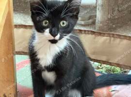 Beautiful kitten female