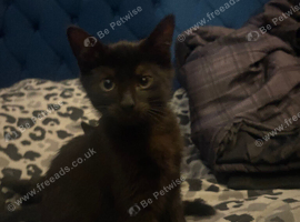 Two Sweet Kittens for sale