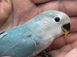Baby lovebird