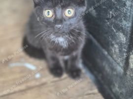 Kittens