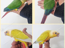 Stunning baby conures