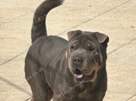 Blue & tan Sharpei girl